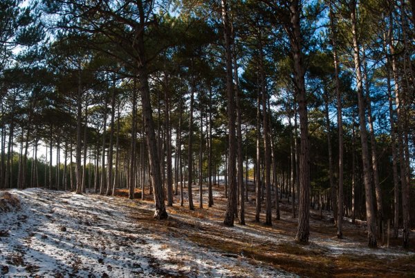 Крым сосняк