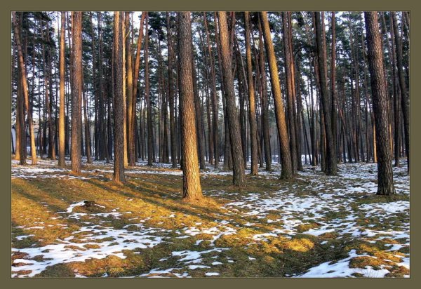 Сосновый лес весной