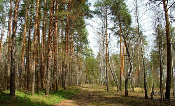 Сосна обыкновенная Pinus