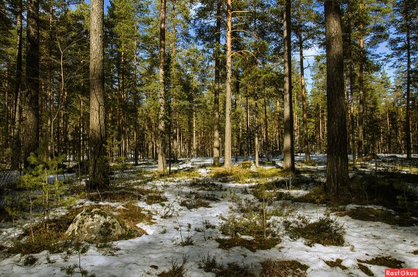 Весенний Сосновый Бор