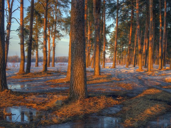 Сосновый лес ранней весной