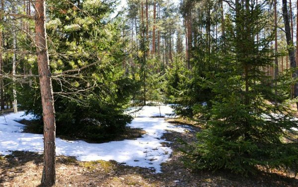 Сосновый Бор на Урале