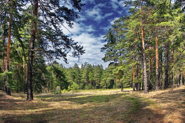 Сосновый Бор ранняя Весна река