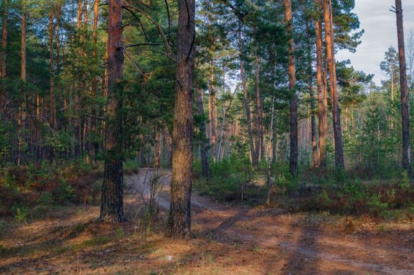 Март в лесу