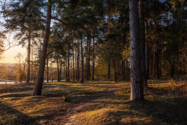 Весна в Сосновом Бору