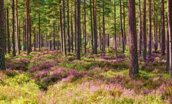 Сосновый лес весной