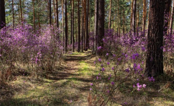 Ранняя Весна в еловом лесу