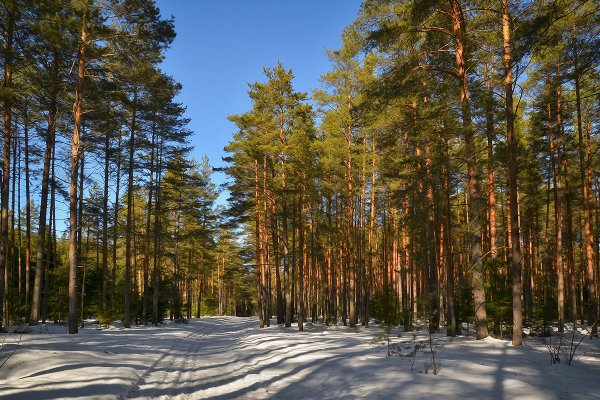 Лучи солнца в лесу