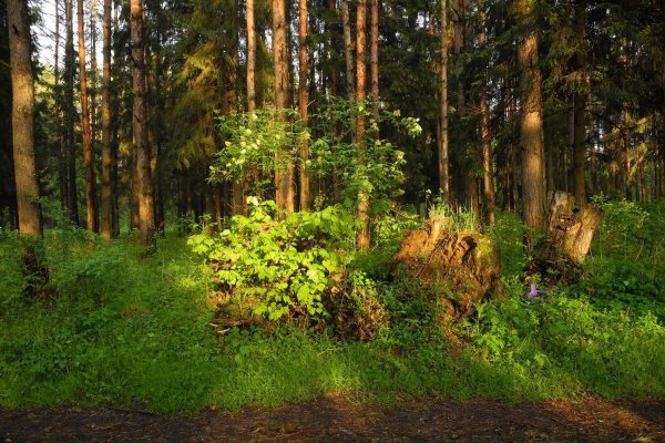 Лес Псковская область Сосновый Бор