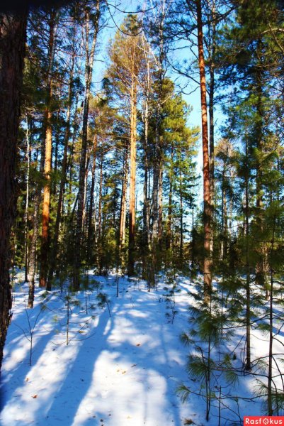 Елово Сосновый лес