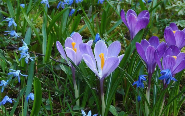 Цветы растут