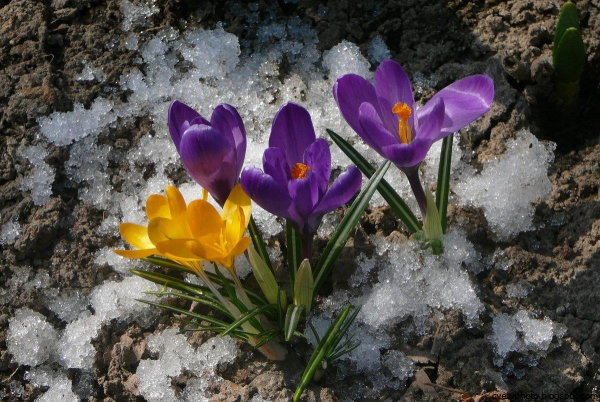 Цветы крокусы первоцветы