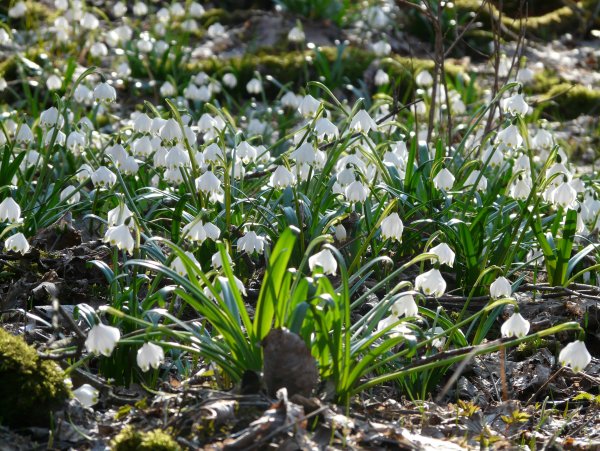 Болотный Подснежник