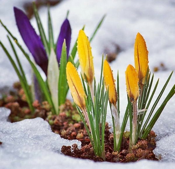 Крокус посевной