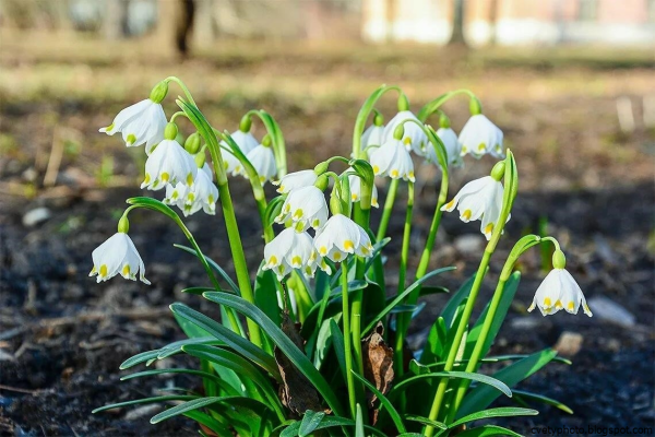 Белоцветник весенний и подснежники