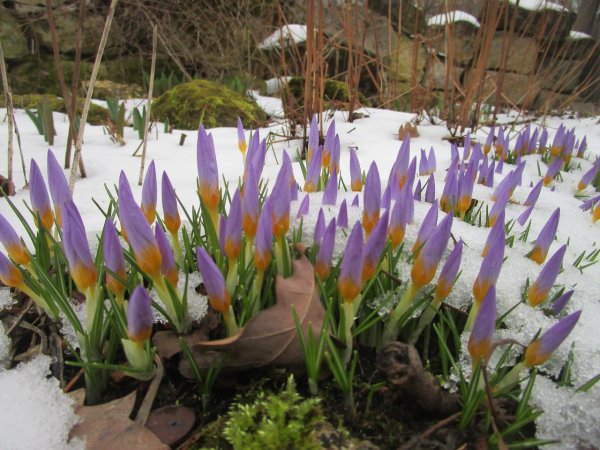 Первоцветы Ботанический сад