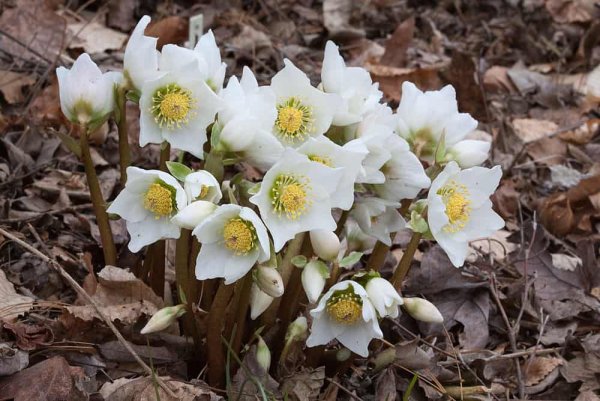 Морозник цветок