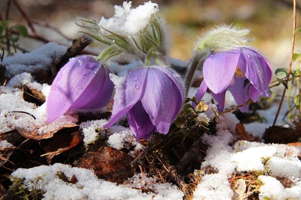 Подснежник Сибирский