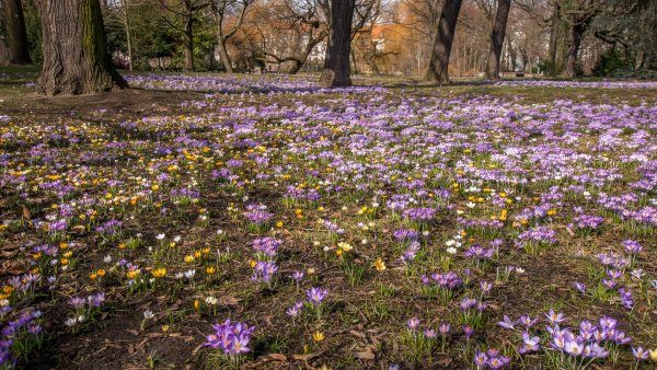 Весенняя Поляна