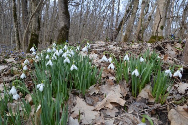 Подснежник Галантус Ставропольского края