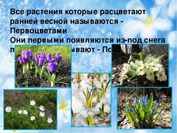 Весной появляются первоцветы