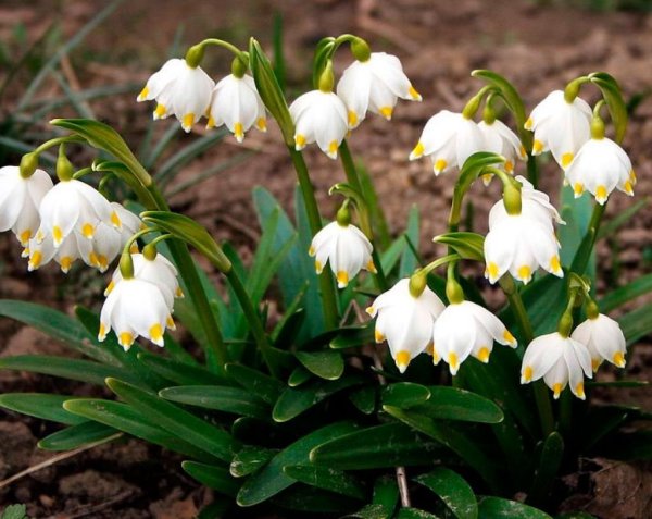 Белоцветник весенний