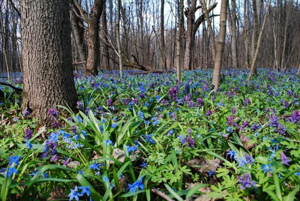 Подснежник Воронежский пролеска