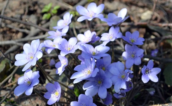 Печеночница Супернова