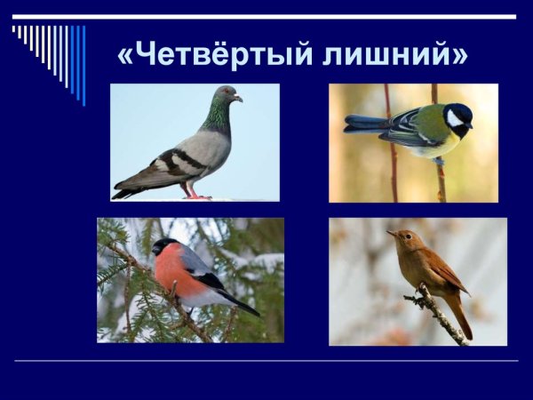 Найди лишнее