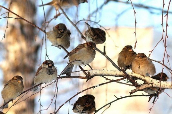 Воробей зимой