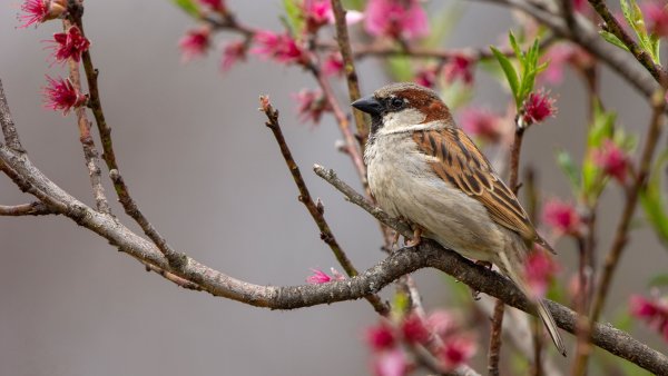 Весна воробьи