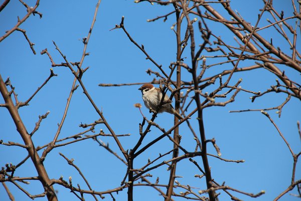 Воробушки на дереве