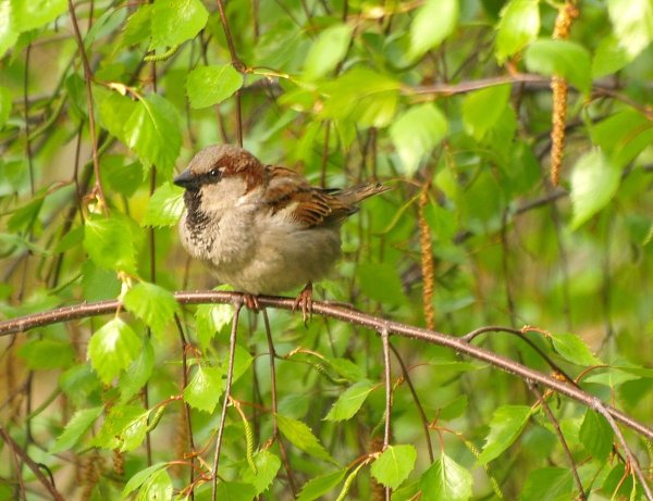 Воробьи летом