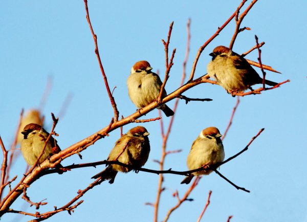 Пять птичек на ветке