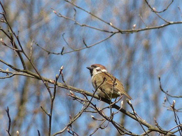 Весенние птицы Воробей