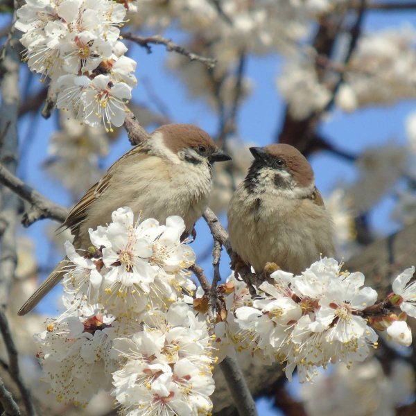 Весна птицы щебечут