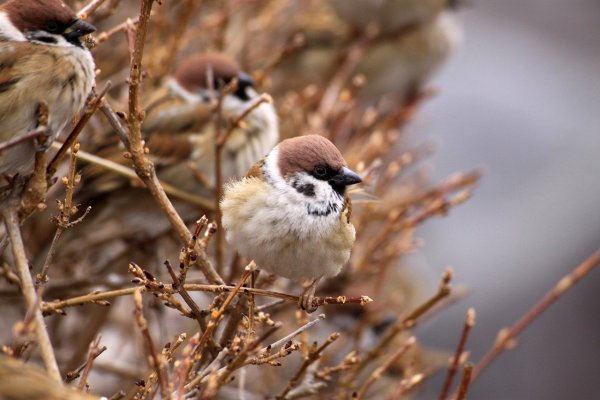 Воробей зимой