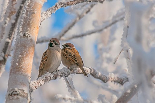 Воробушки зимой