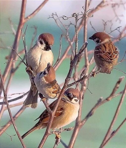 Воробей чирикает