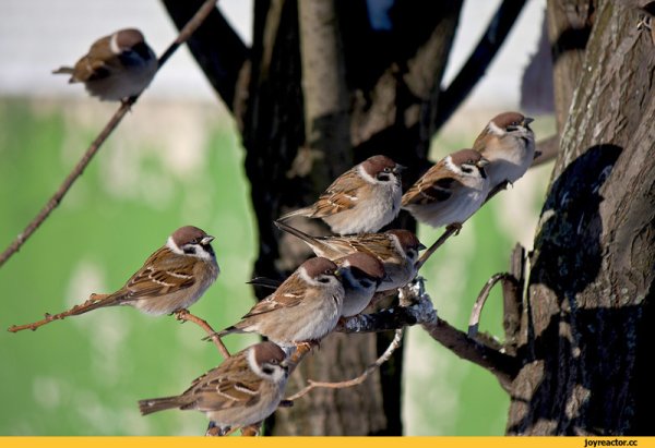 Воробей на дереве