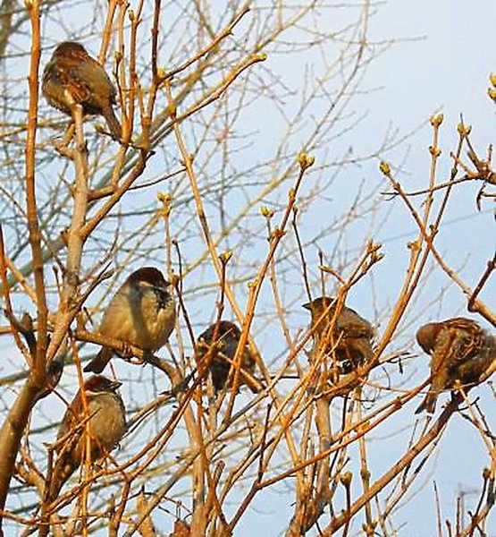 Птицы ранней весной