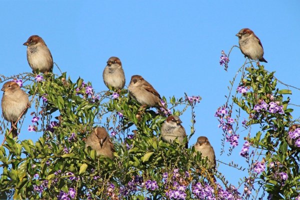Воробьи много
