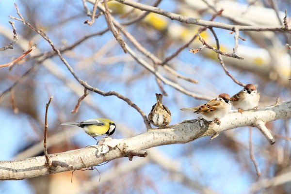 Ранняя Весна птицы