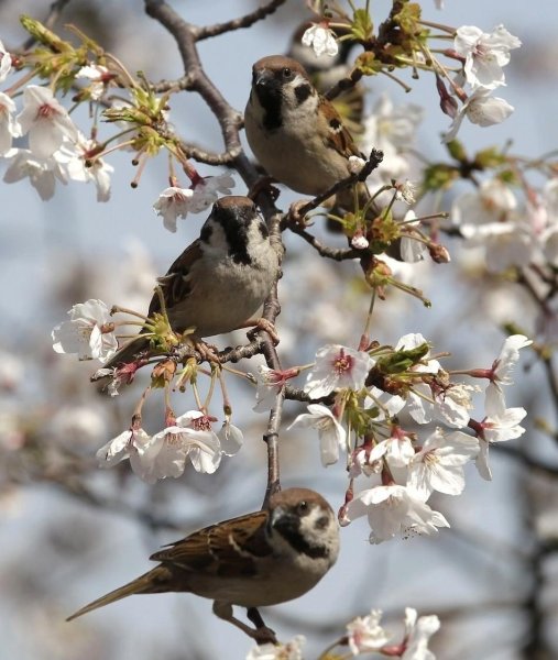 Птицы весной