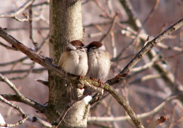 Воробушки весной
