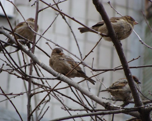 Прилетает Воробей