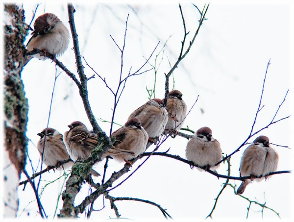 Весенние городские птицы