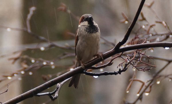 Весенние птицы вектор