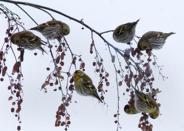 Воробей на ветке