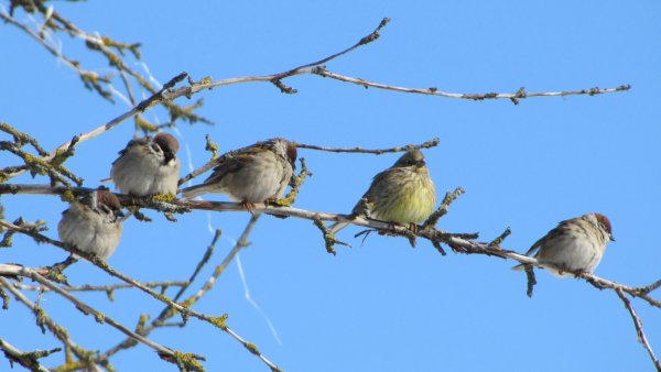 Стая светлогрудых Дроздов